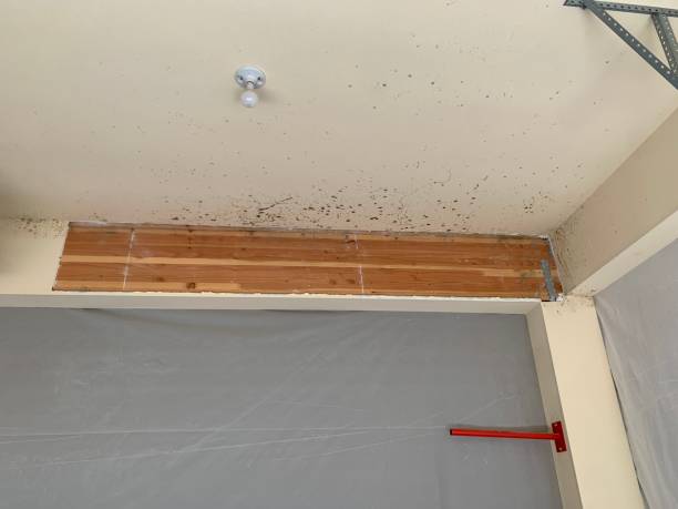 Salem, UT Mold Inspection, Removal & Remediation Company