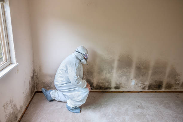 Biohazard Mold Removal in Salem, UT